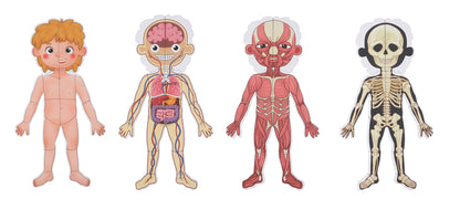 TOOKY TOYS-Body Magnetic Chart